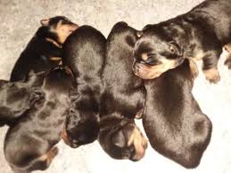 They were among the earliest police dogs and serve with honor in the military. Rottweiler Puppy For Sale In Roanoke Va Adn 53866 On Puppyfinder Com Gender Female Age 3 Weeks Old Rottweiler Puppies Puppies Rottweiler Puppies For Sale