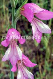 Image result for Gladiolus crassifolius