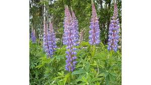 Image result for Lupinus mexicanus