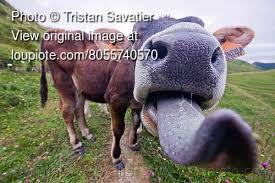 Cow Sticking Tongue Out Cows Funny Funny Animal Memes Animals