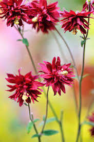 Image result for Aquilegia vulgaris `Tower Mix`