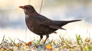 Amsel also specializes in translating, localizing and adapting math and additionally, amsel carries out: Amsel In Horb Schon Fruhmorgens Wird Getrallert Horb Umgebung Schwarzwalder Bote