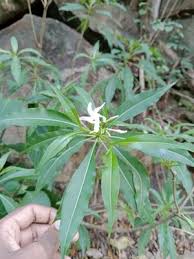 Image result for Alstonia venenata