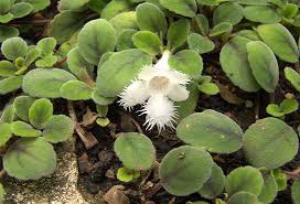 Image result for Gesneriaceae