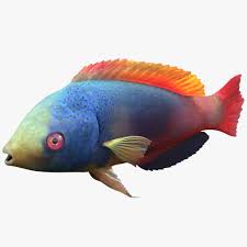 Wrasse Fish 3d Model Ad Wrasse Fish Model Fish Fish Model Wrasse