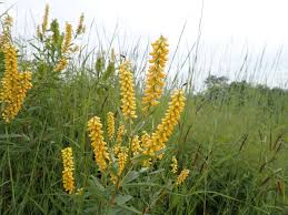 Image result for Eriosema psoraleoides