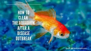 how to clean the aquarium after a