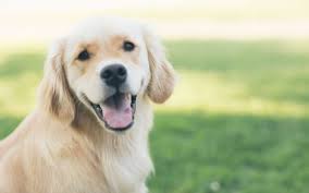 Maybe you would like to learn more about one of these? Golden Retriever Rescues In The United States And Canada