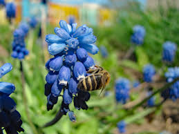 Blumenlexikon und verfügbarkeit der blumen. Was Gibt Es Alles Fur Blumen Blumenlexikon Und Blumenkatalog