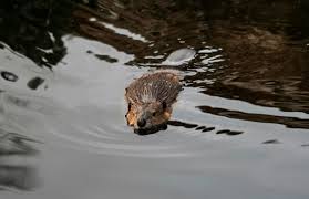 On one hand, the squirrel's big teeth allow the creature to chew through all of its favored foods, such as acorns, seeds, and walnuts. Beavers Introduced By Humans Threaten Patagonian Forest