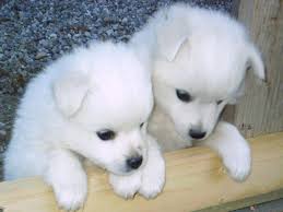 Free Download Training A Siberian Husky Siberian Husky Puppies 1024x768 For Your Desktop Mobile Tablet Explore 49 White Siberian Husky Wallpaper Husky Wallpaper For Computer Husky Dog Wallpapers Screensavers