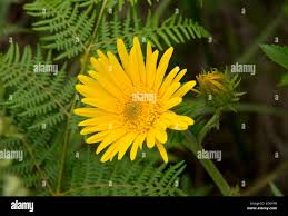 Image result for Berkheya speciosa