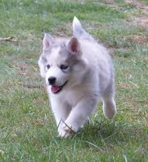 Originally a part of the northwest territory, ohio's boundaries. All White Siberian Husky Puppy For Sale Petsidi