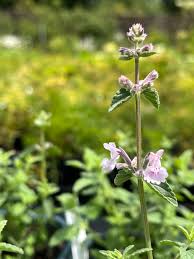 Image result for Sebaea microphylla