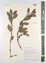 Image result for Coleotrype