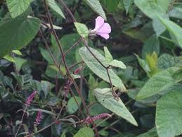 Image result for Ipomoea wightii