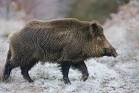 Hunting Giant Wild Boar in Hungary -