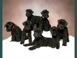 Kerry blue terrier puppies love a good friend and enjoy time spent with family. Cute Dogs Picture Collection Of Puppy Terrier Kerry Blue Youtube
