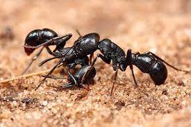 At rest easy pest control, we know pests can be frustrating, disturbing, even dangerous. Ant Control Long Island And Nyc Rest Easy Pest Control