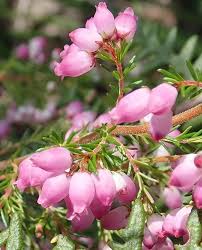 Image result for Hippocratea graciliflora