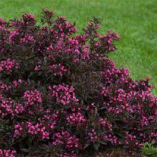 Connecticut trees are a sight to behold when they're properly cared for. 83 Flowering Trees And Shrubs Ideas Flowering Trees Trees And Shrubs Shrubs
