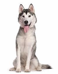 Er ist seinem besitzer nicht in abgöttischer liebe ergeben. Wie Gross Werden Huskies Und Husky Mischlinge Die Hundeseite