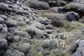 Image result for Erica kingaensis