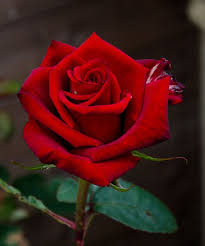 Image result for rose