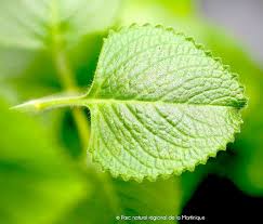 Image result for Plectranthus alboviolaceus