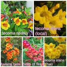 We did not find results for: Tecoma Pokok Jenis Renek Tahan Kebun Kecil Tepi Rumah Facebook