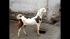 The time to travel is dependent on india's traffic, roads and climatic conditions. Sojat Munda Bakra Extream Colour Sojat Goat Youtube