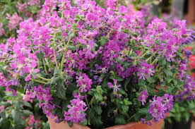 Image result for Cuphea