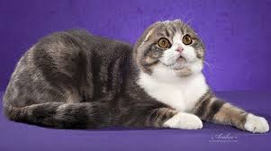Blue Tabby And White Scottish Fold Cat Scottish Fold Scottish Fold Kitten