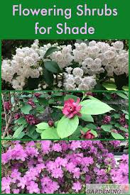 Consistent red fall foliage color. Flowering Shrubs For Shade Top Picks For The Yard Garden Flowering Shrubs For Shade Shade Shrubs Flowering Shrubs