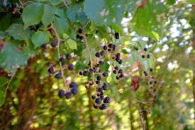 Image result for Rubus adolfi-friederici