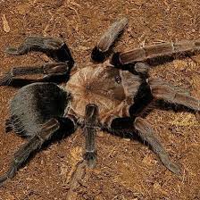 Image result for Craspedorhachis