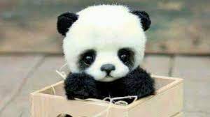 Discover thousands of premium vectors available in ai and eps formats. Baby Pandas Cute And Funny Baby Panda Videos Compilation 2018 Pandas Bebes Recopilacion Youtube