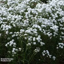 Image result for Aneilema petersii