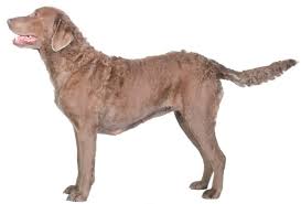 We have been raising and competing with chesapeake bay retrievers exclusively since 1967. Chesapeake Bay Breeders Complete Worldwide List