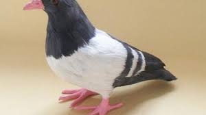 Burung cendet merupakan salah satu jenis burung kicau yang turut meramaikan dunia kicau mania. 11 Cara Mengetahui Kecerdasan Burung Merpati Arenahewan Com