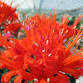 The Guernsey Lily; a chance to go behind the event image