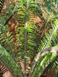 Image result for Encephalartos villosus