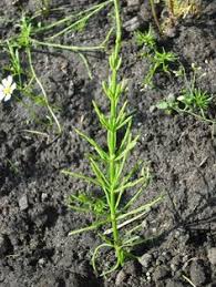 Invasive plants, aliens and exotics. Weeds That Look Like Perennials