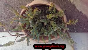 Kalanchoes are native to madagasgar and thrive in arid environments, making them popular succulents. Kalanchoe Marnieriana How To Grow Care