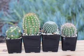 Like all living things, cacti need water to survive. Mixed 4 Mini Cactus Plants In 2 Inch Pots Gymno Lobivias Etsy Mini Cactus Plants Cactus Plants Mini Cactus