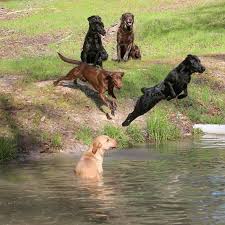 Labrador Retrievers En 2020 Chien Mignon Chien Labrador Animaux