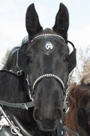 2014 Sleigh and Cutter Festival - Horse Head and Bridle | Flickr