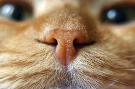 Examining your cat's nose is an important part of monitoring its health that should be done monthly. Why Is My Cat S Nose Dry