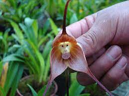 Orchid Flower Urdu Name