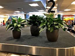 Greeenleaf Ips Is Proud To Say They Have Been Taking Care Of The San Diego Airport Plants For Over 15 Years Https Www Gre Plants Indoor Plants Office Plants